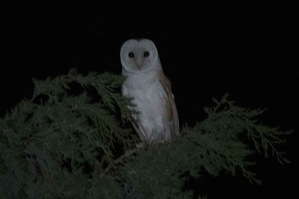 Barn Owl